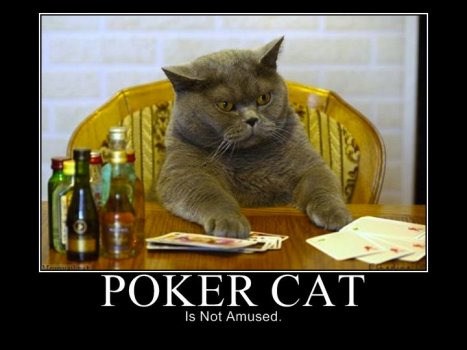 633740368710825040_PokerCat.jpg