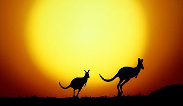Poker e Risate: in Australia ci sono 40 milioni di canguri…in Italia 945 parlamentari!