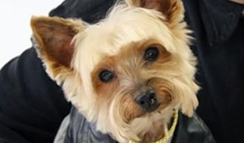 Ruby, il cane che suona il piano e gioca a poker!
