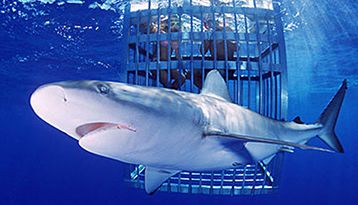 Un milione di dollari al vicitore dello Shark Cage, nuovo format con la gabbia!