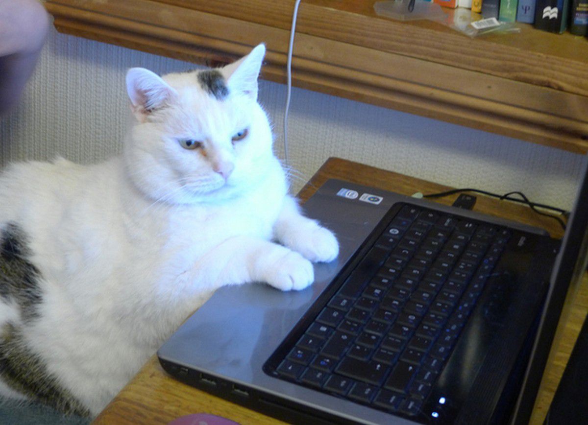 Scegliete il gatto