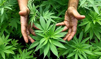 Poker e Risate: giochiamo a poker o fumiamo marijuana?