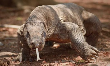 Poker online: vittorie domenicali per ‘MASCIA91’ e ‘barabbic’, nel Sunday Special domina ‘VARANO17’