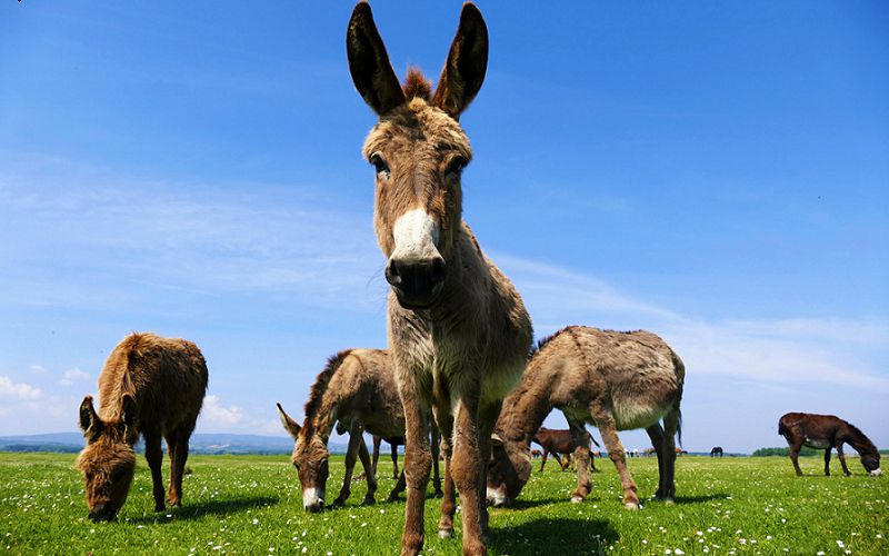 Report MTT online – aasino011 beffa tutti, suo l’Explosive Sunday. Deal tra MasterT1LT e anonimus996 nel Big Daily Special