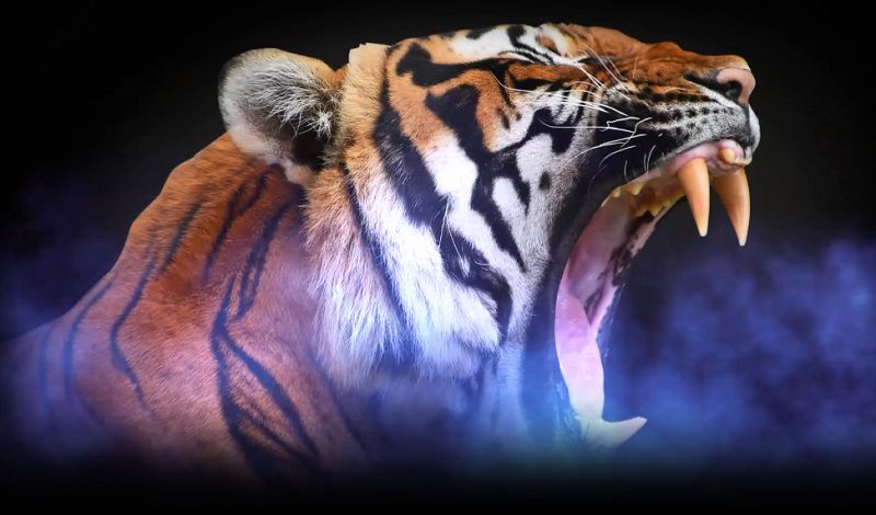 Poker live – Perché andare al TANA delle TIGRI?